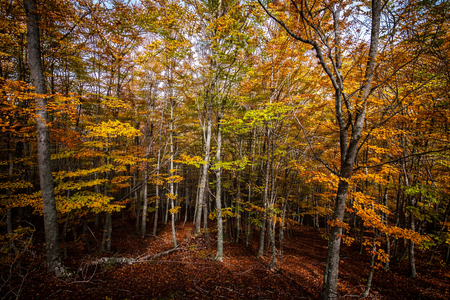 Senda de la Tejera de Tosande en Palencia 1 Senda de la Tejera de Tosande