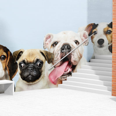 fototapeta_na_sciane_klatke_schodowa_aranzacja_wnetrza_druk24h.pl