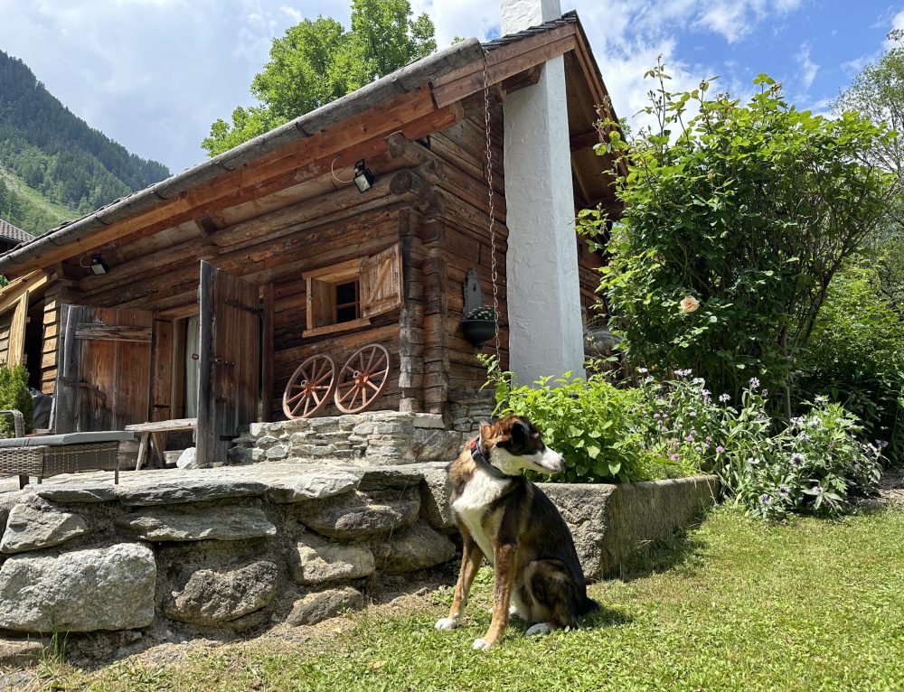 Urlaub mit Hund in Kärnten