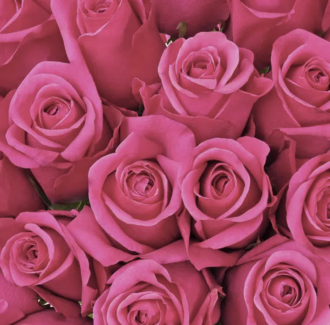 Hot Pink Rose Bouquet - Image 3