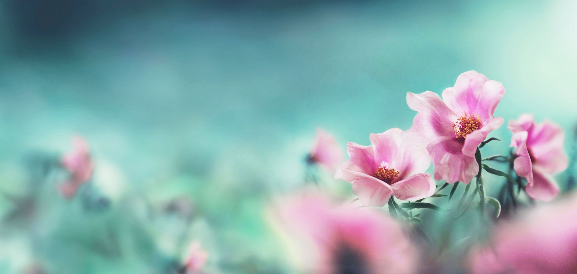 Beautiful pink flowers in a field.