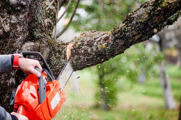 man cutting trees using an electrical chainsaw and professional tools img-1