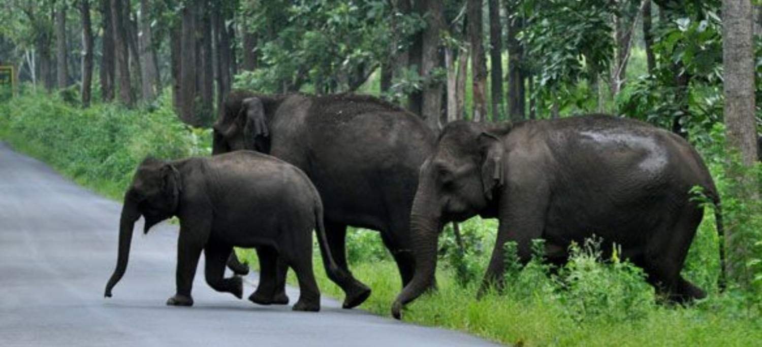 4 Days Exclusive Cochin with Periyar Wildlife Tour