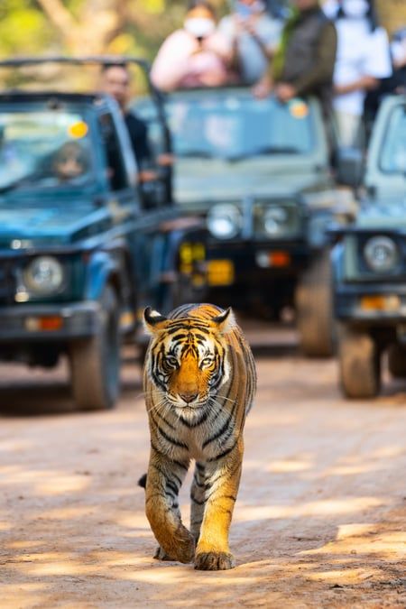 Golden Triangle Tour with Ranthambore