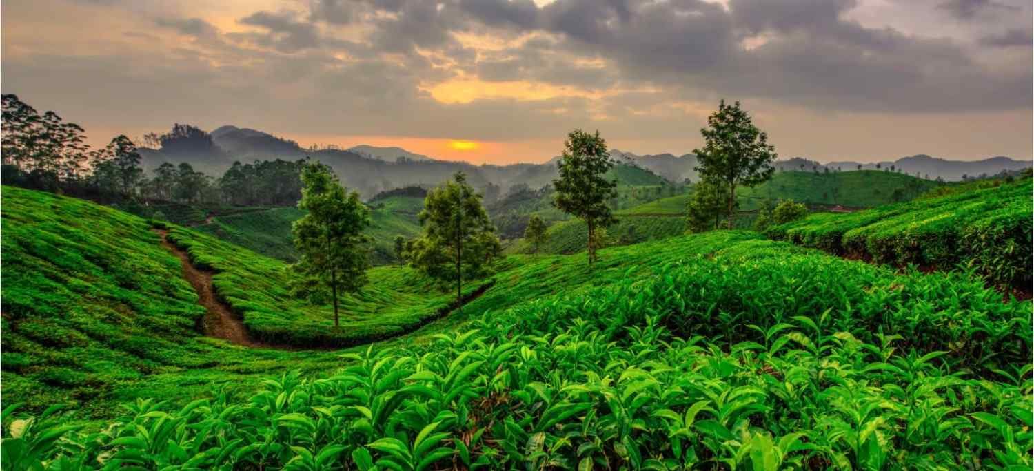 4 Days Exclusive Cochin with Periyar Wildlife Tour