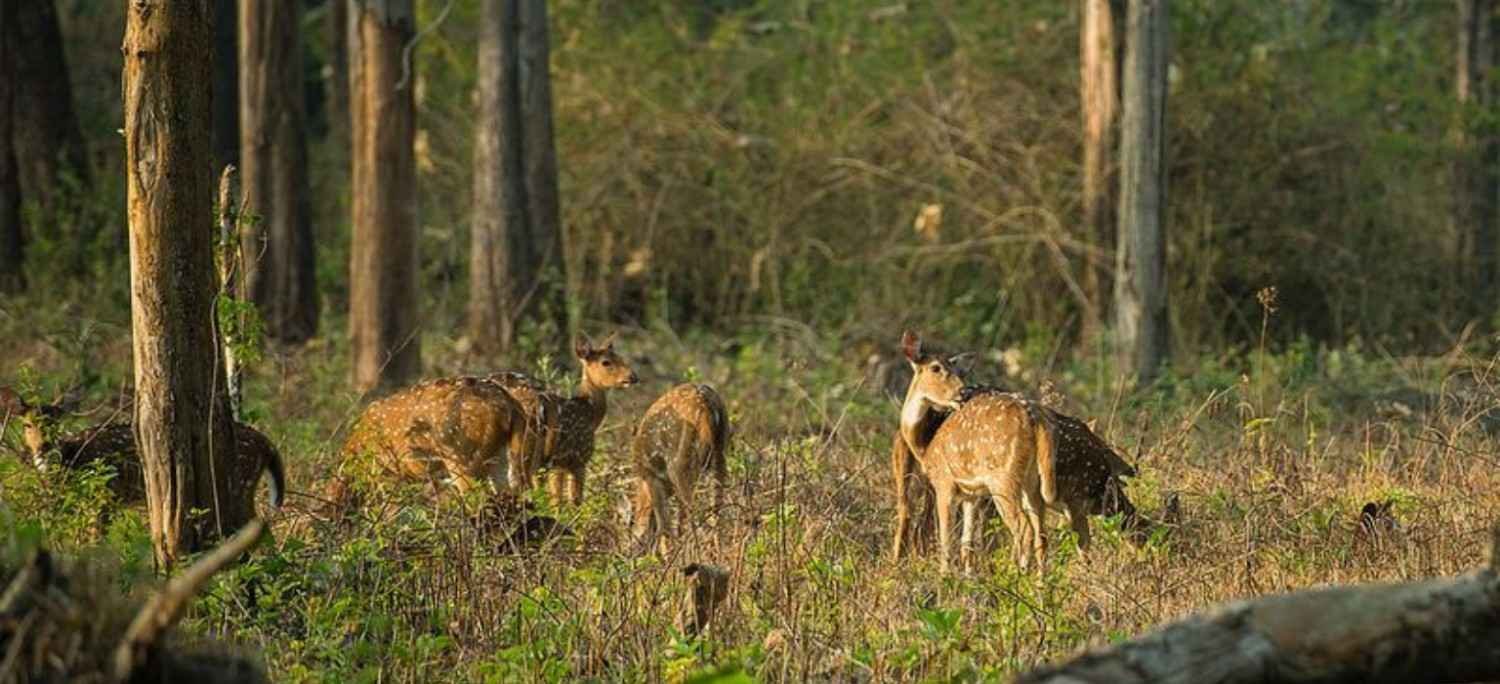 4 Days Exclusive Cochin with Periyar Wildlife Tour