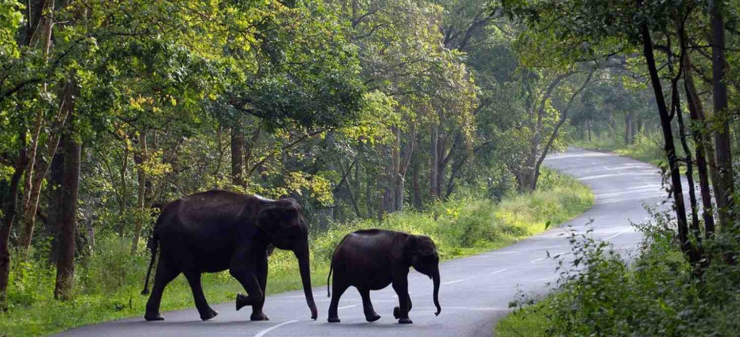 4 Days Exclusive Cochin with Periyar Wildlife Tour