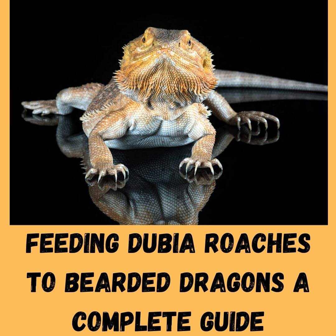 How To Grow And Feed Dubia Roaches To Bearded Dragons? - How To Keep Dubia Roaches For Bearded Dragons