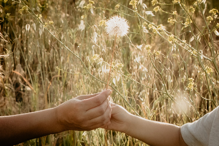 2V7A7196 dandelion, family portraits, Valencia photographer