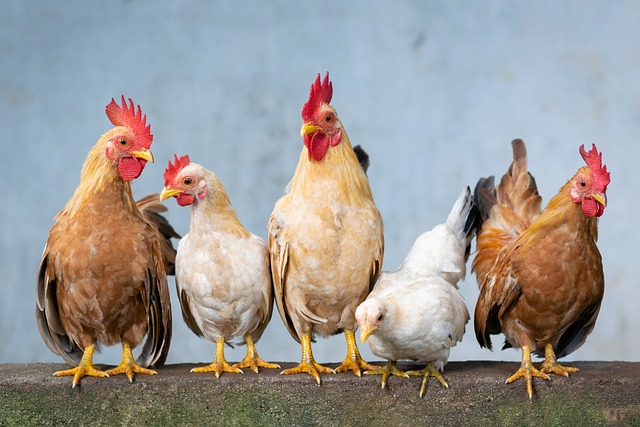 Comment prendre des photos réussies de vos poules tout en assurant leur bien-être ?