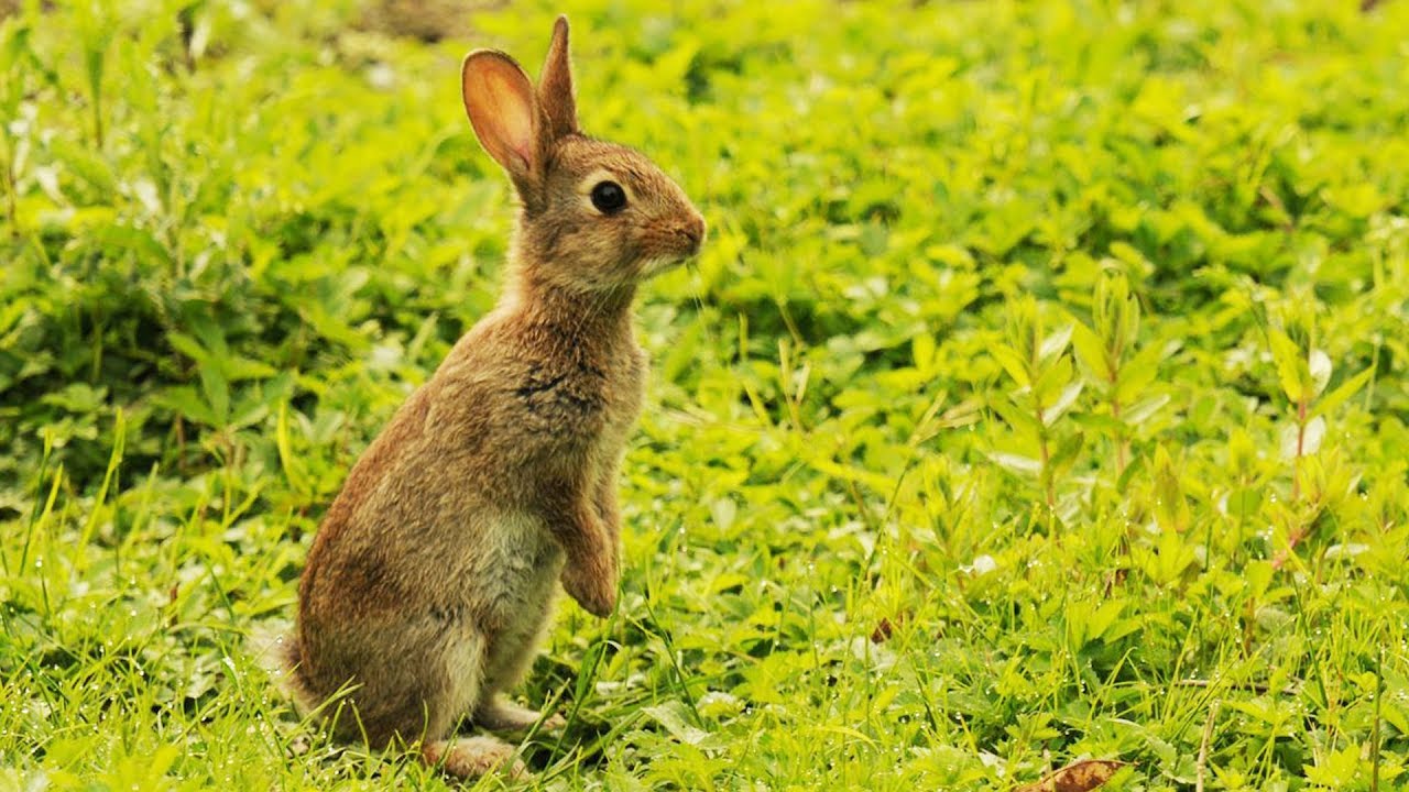 haute savoie : une expérimentation innovante pour dissuader les loups avec des balles en caoutchouc