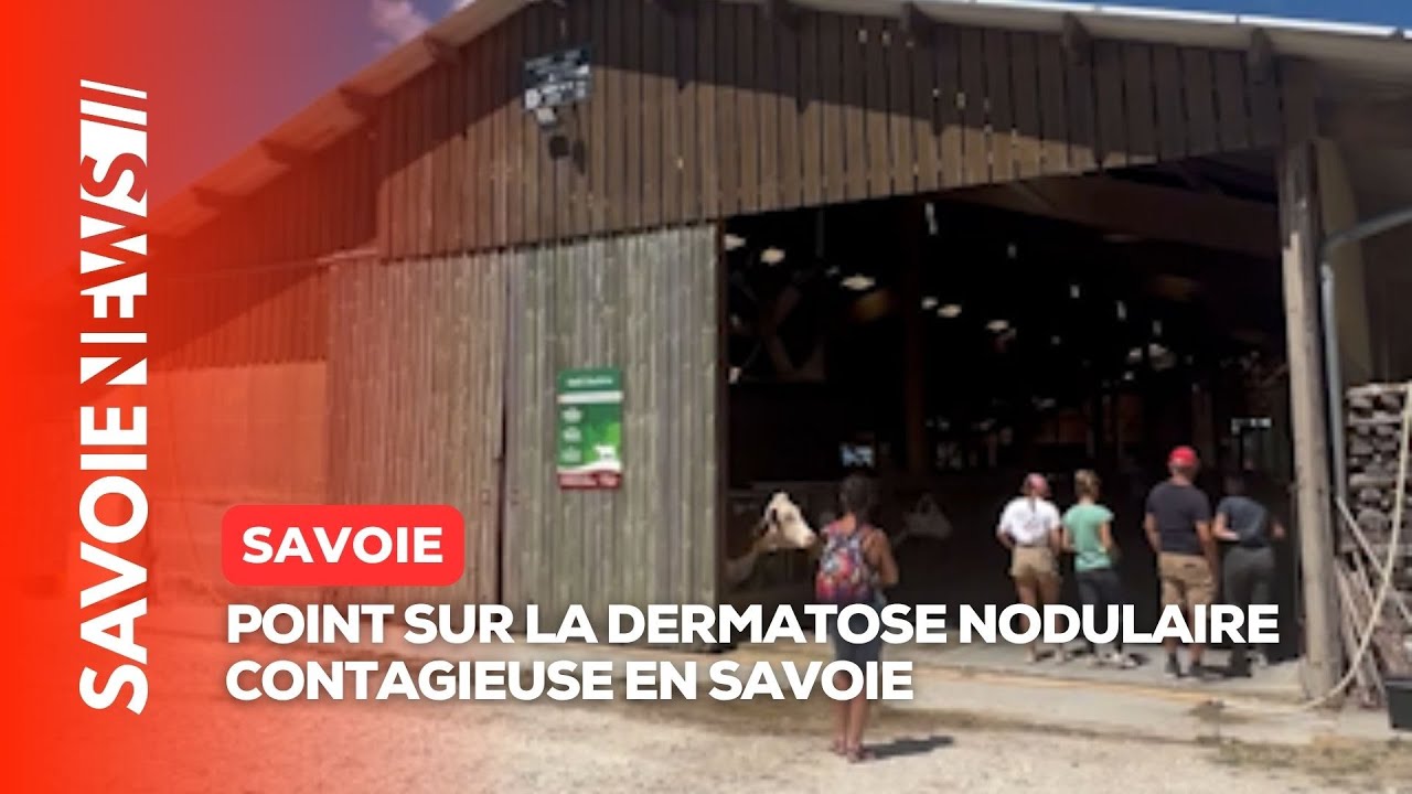 savoie : la levée progressive des contraintes face à la dermatose nodulaire contagieuse