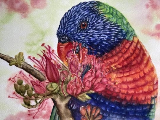 RNA_Portfolio_Aquarell_Papagei img-8