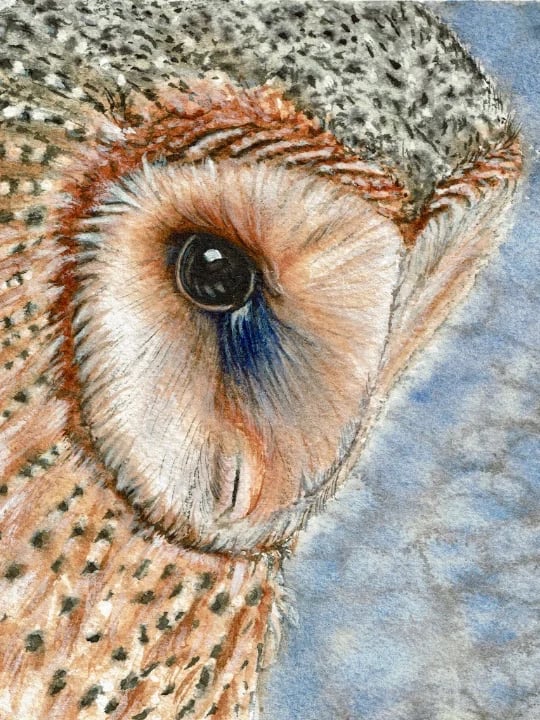 RNA_Portfolio_Aquarell_Eule img-7