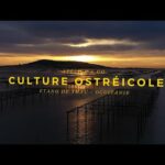 sète: journée culturelle, gastronomique et artistique ce dimanche