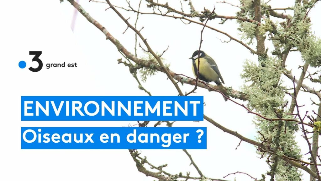 confusion sur la digue de sète : un malentendu sur les oiseaux et la biodiversité
