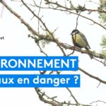 confusion sur la digue de sète : un malentendu sur les oiseaux et la biodiversité