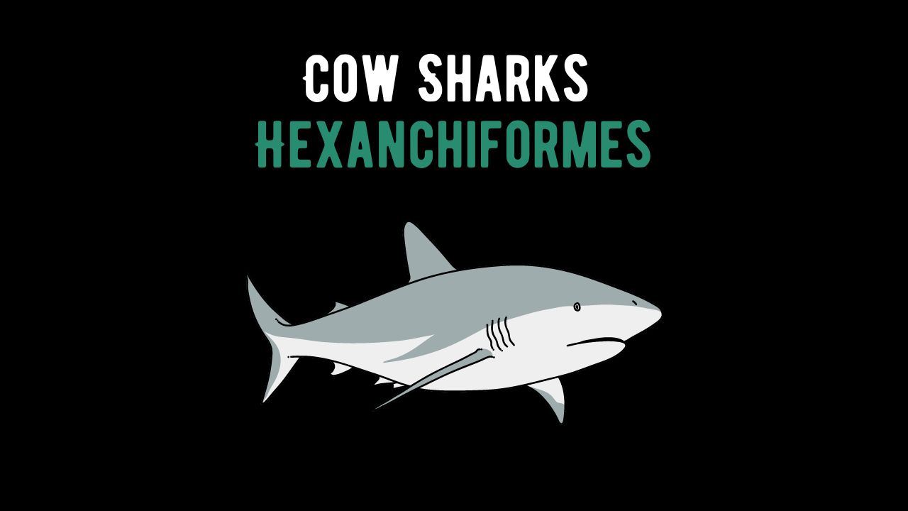 What Are Cow Sharks Or Hexanchiformes Shark Truth what-are-cow-sharks-or-hexanchiformes-shark-truth