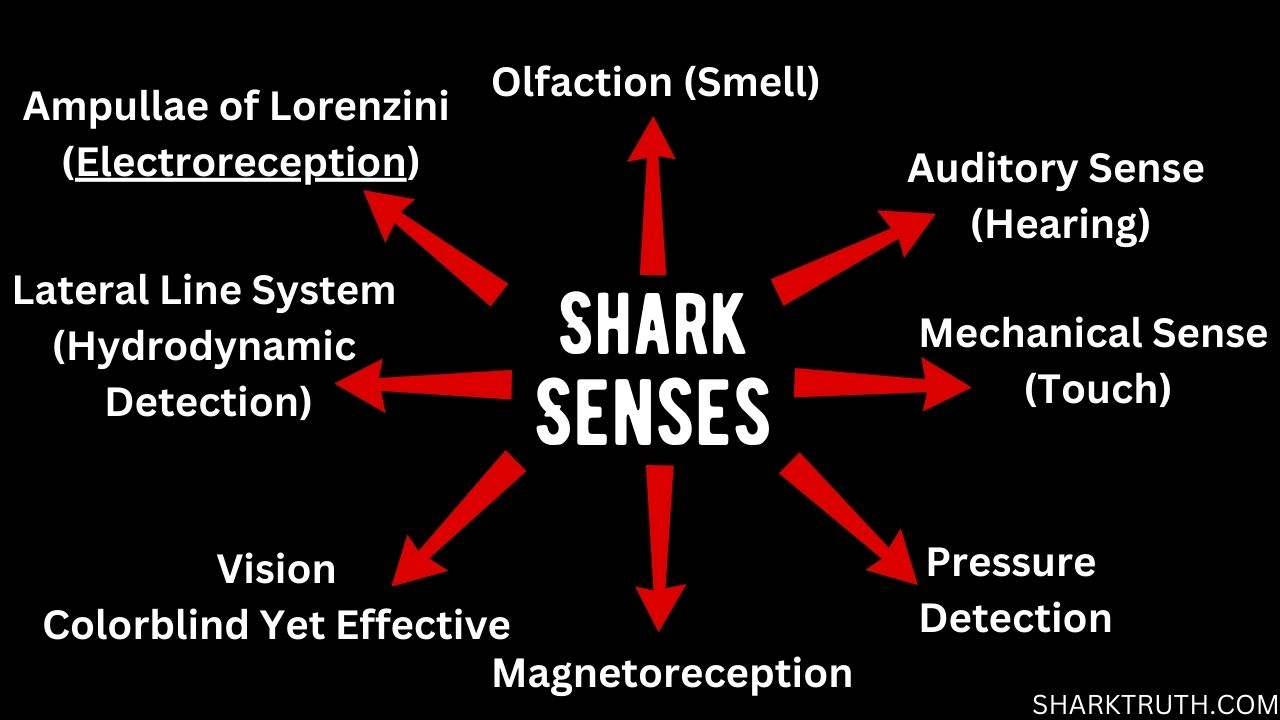 8 Remarkable Senses of Sharks - Shark Truth
