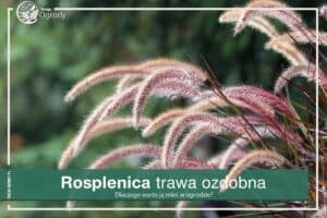 Rosplenica trawa ozdobna
