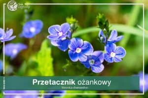 Przetacznik ożankowy (Veronica chamaedrys)