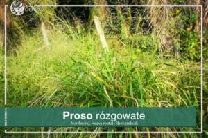 proso trawa ozdobna do grodu