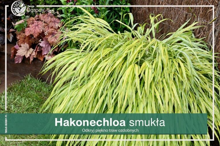 Trawa Hakonechloa odmiany smukła aureola