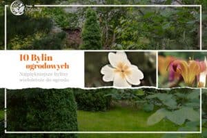 Najpiękniejsze Byliny wieloletnie do ogrodu