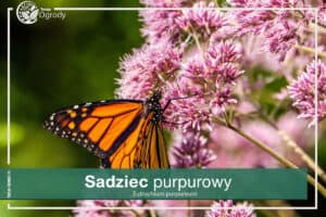 Sadziec purpurowy - Eutrochium-purpureum