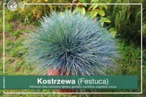 Trawa kostrzewa sina odmiana (Festuca glauca)