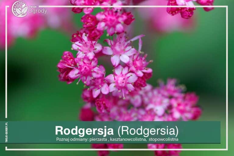 Odmiana rodgersja pierzasta - uprawa