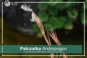 Andropogon Palczatka Gerarda, Miotlasta, Cytrynowa