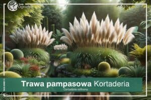 Trawa pampasowa Kortaderia
