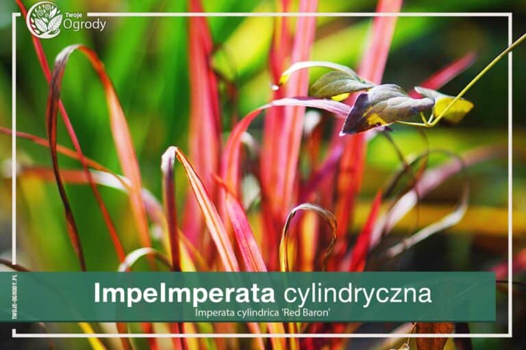Imperata cylindryczna 'Red Baron'