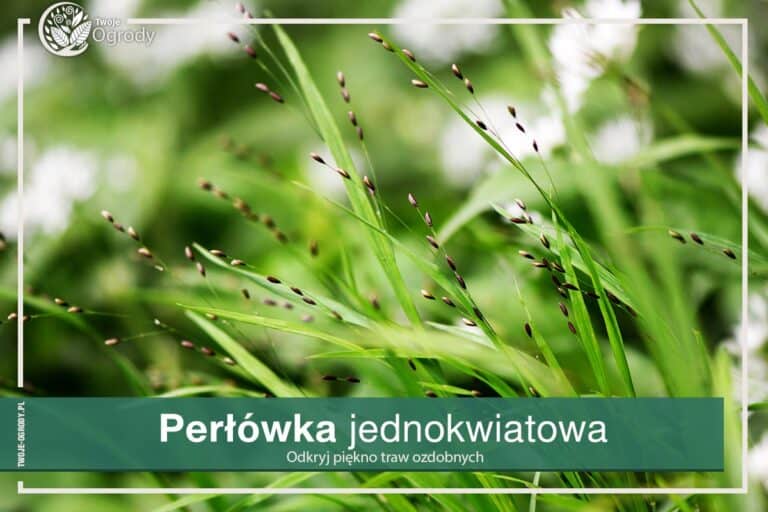 Trawa perłówka jednokwiatowa uprawy