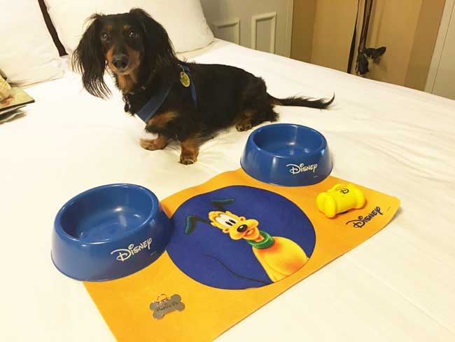 Disney World Dog Friendly Hotels: Everything You Need To Know - WDW Magazine