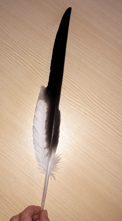 Die Mauserzeit Die Mauserzeit