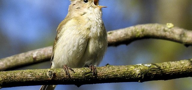 Wie der Zilp Zalp unsichtbaren Wurm fand Zilpzalp