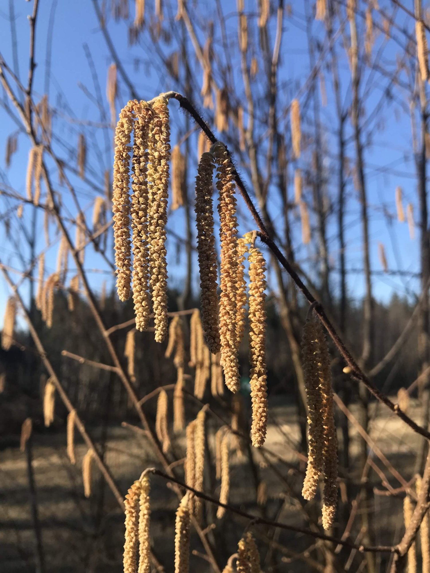 Die Haselnuss Die Haselnuss