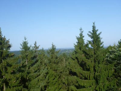 Die Fichte Die Fichte