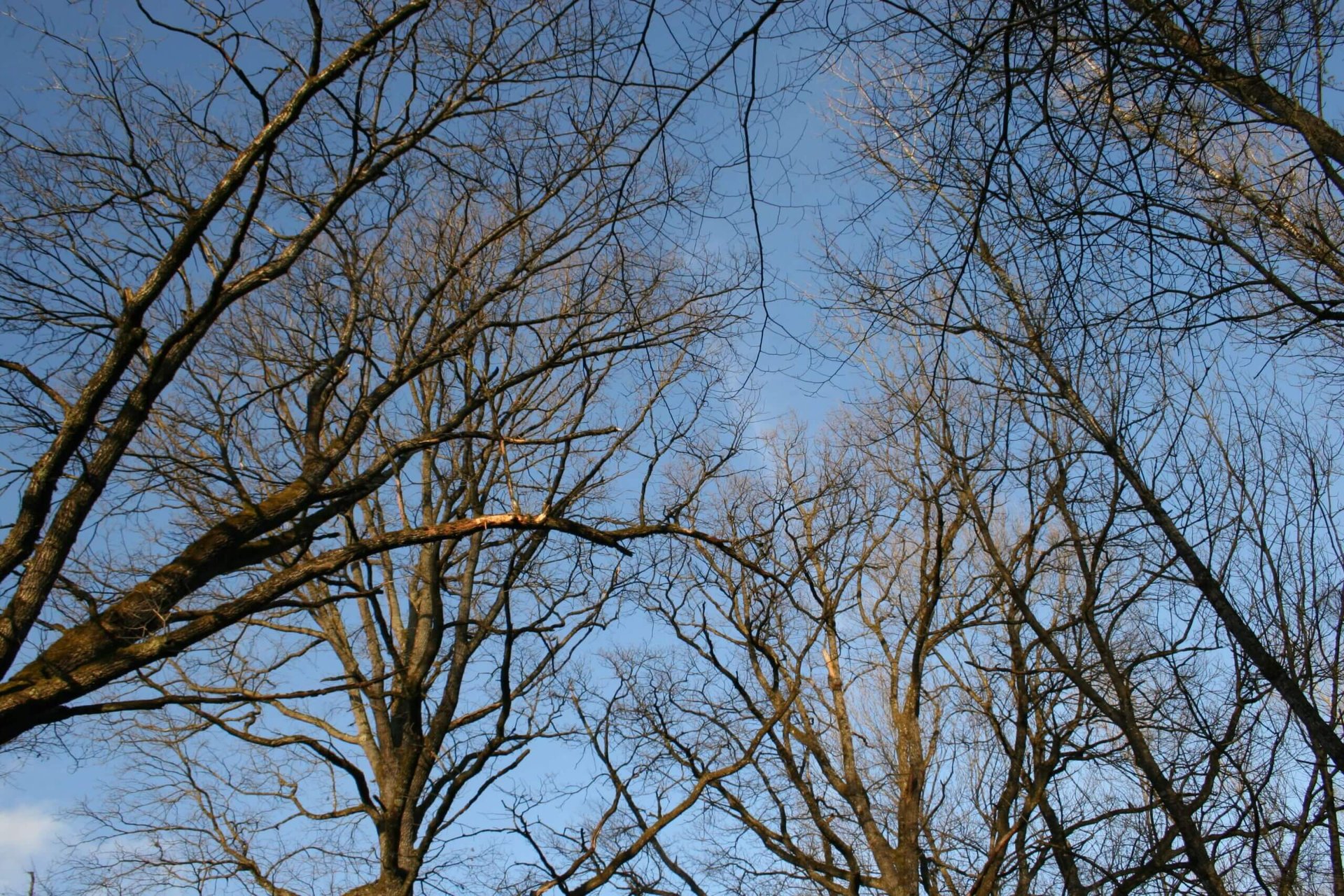 Wildschweine in der Antheringer Au Wildschweine in der Antheringer Au