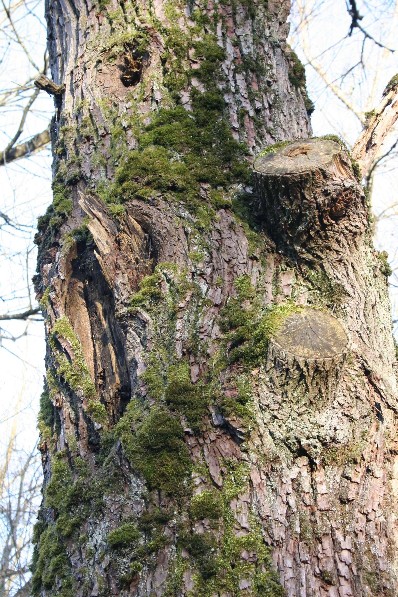 Wilde Wasser – Weiche Weiden Wilde Wasser – Weiche Weiden