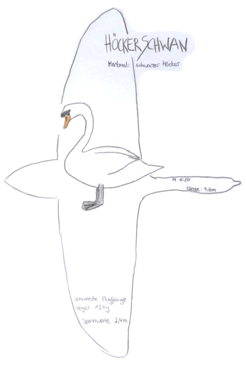 Der Höckerschwan Der Höckerschwan