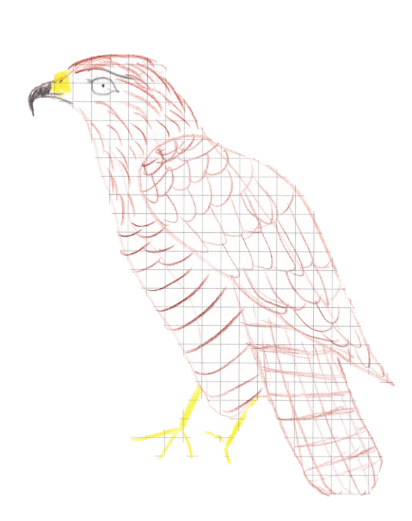 Mäusebussard-Geschichte Mäusebussard-Geschichte