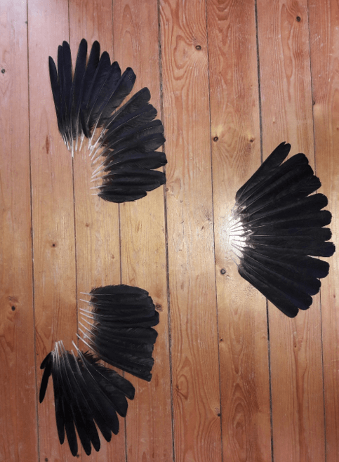 Welche Geschichte erzählen uns die Federn? Welche Geschichte erzählen uns die Federn?