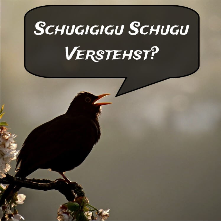 Vogelsprache Vogelsprache