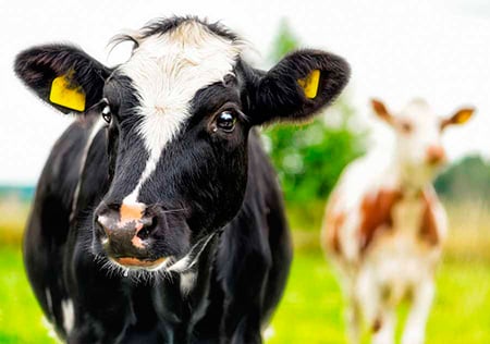 marketing digital lacteos fit