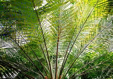 marketing digital silicio agromil fit