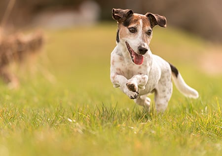 marketing digital ancestors fit