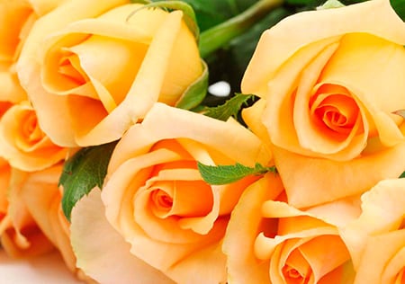 marketing digital santana flowers fit